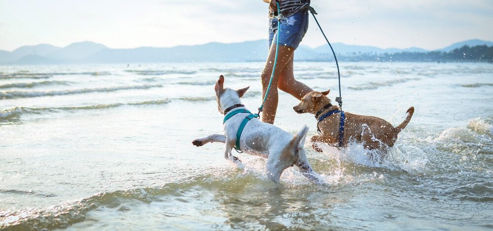dog friendly beaches in northern california