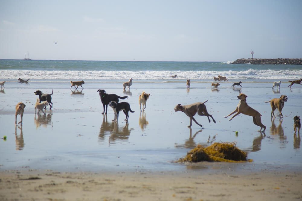 best dog friendly beaches in San Diego