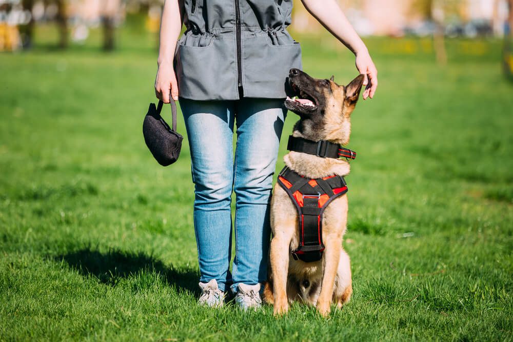 dog trainer salary - how much do dog trainers make