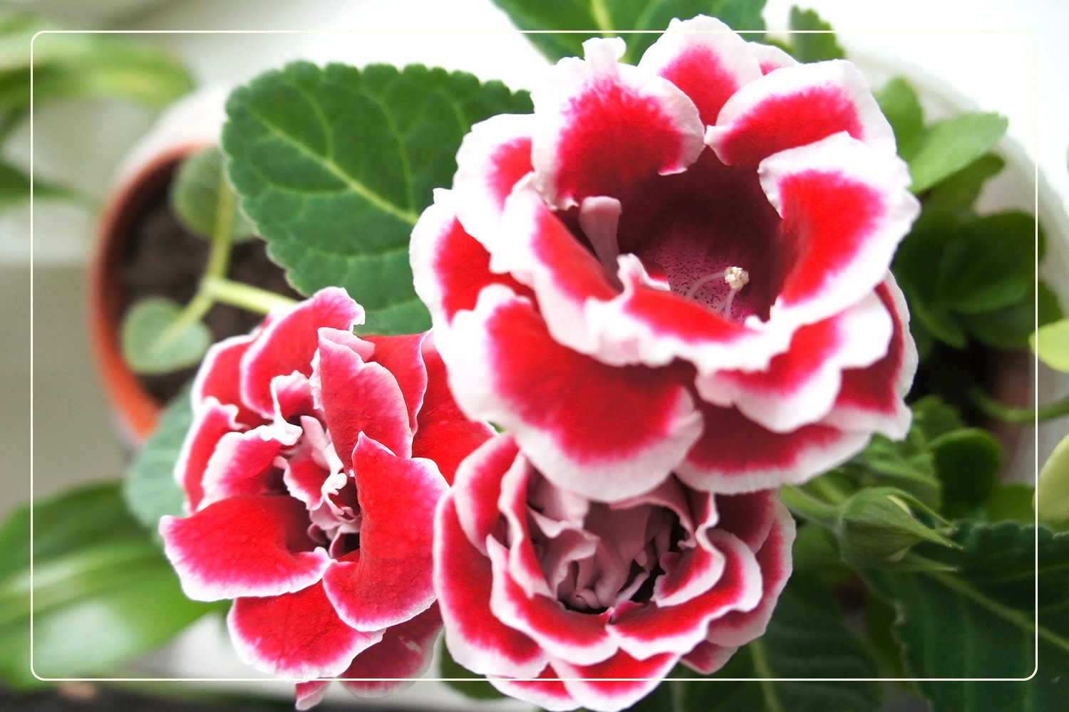 a red Gloxinia (Sinningia speciosa), which is a pet-friendly houseplant that flowers, grows indoors