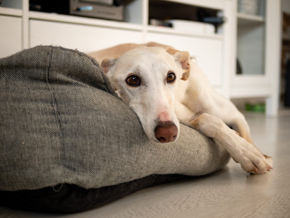 greyhounds dog beds