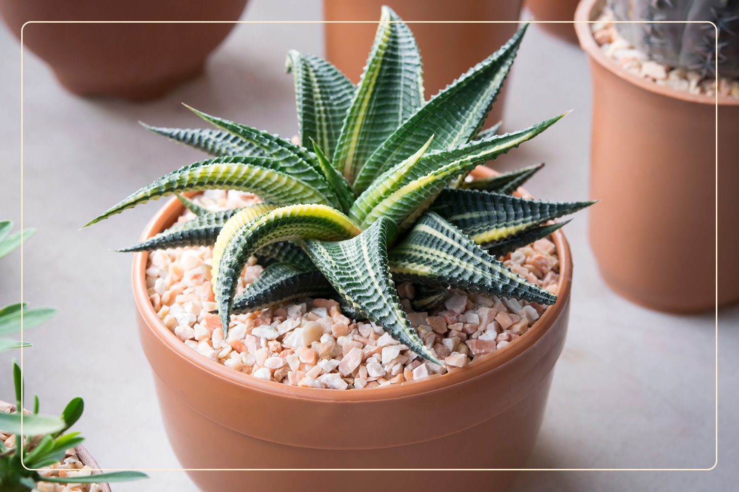 a Haworthia (Haworthiopsis attenuata), which is a pet-safe succulent, grows indoors in a terracotta pot