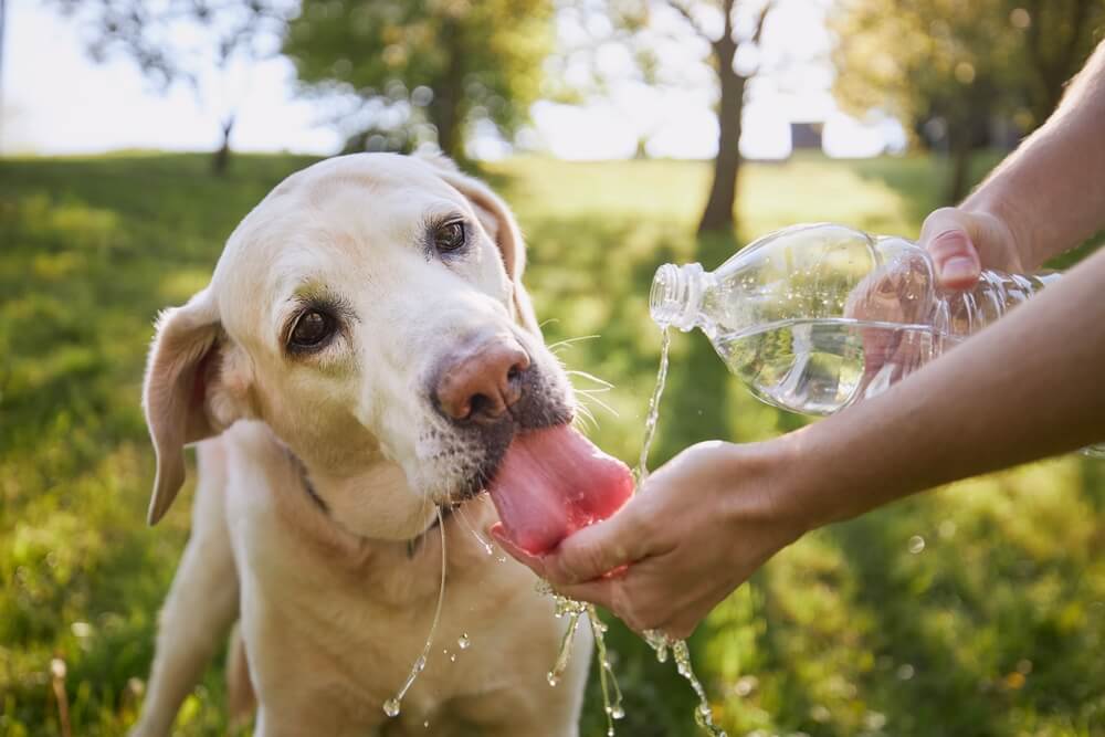 how hot is too hot for dogs