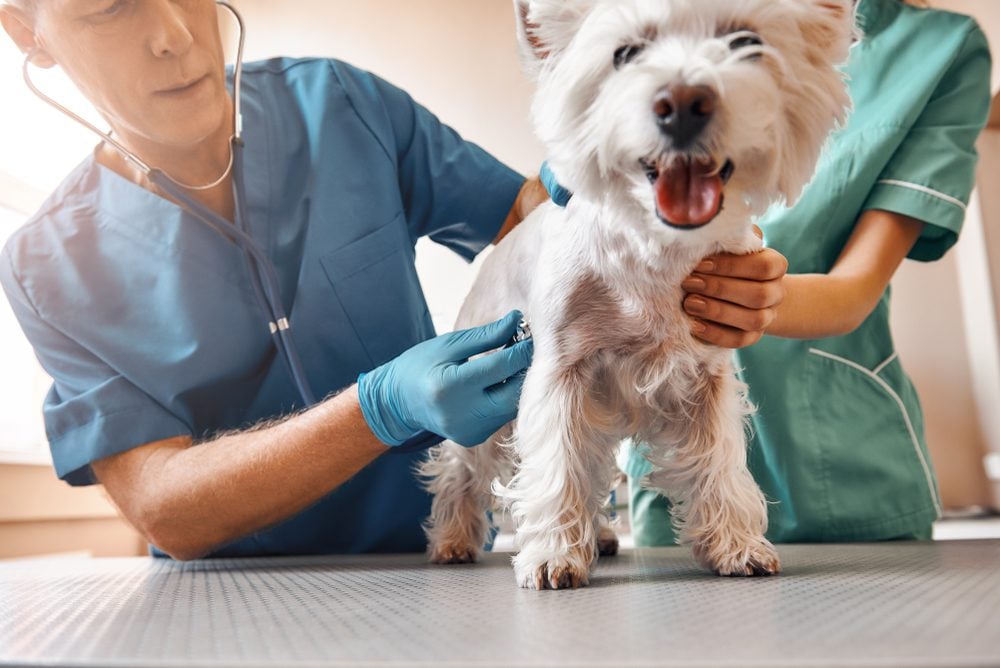 how much do veterinarians make