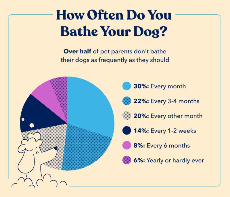 how-often-do-you-bathe-your-dog