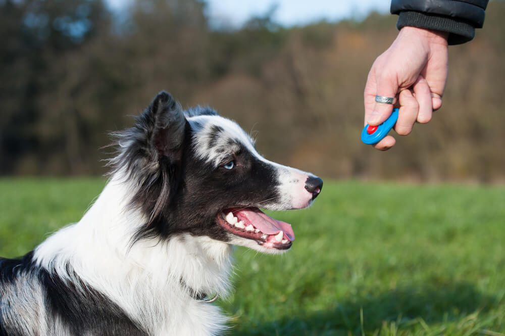 how to become a certified dog trainer