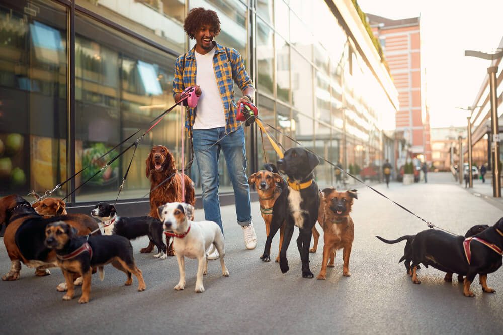 how to become a dog walker
