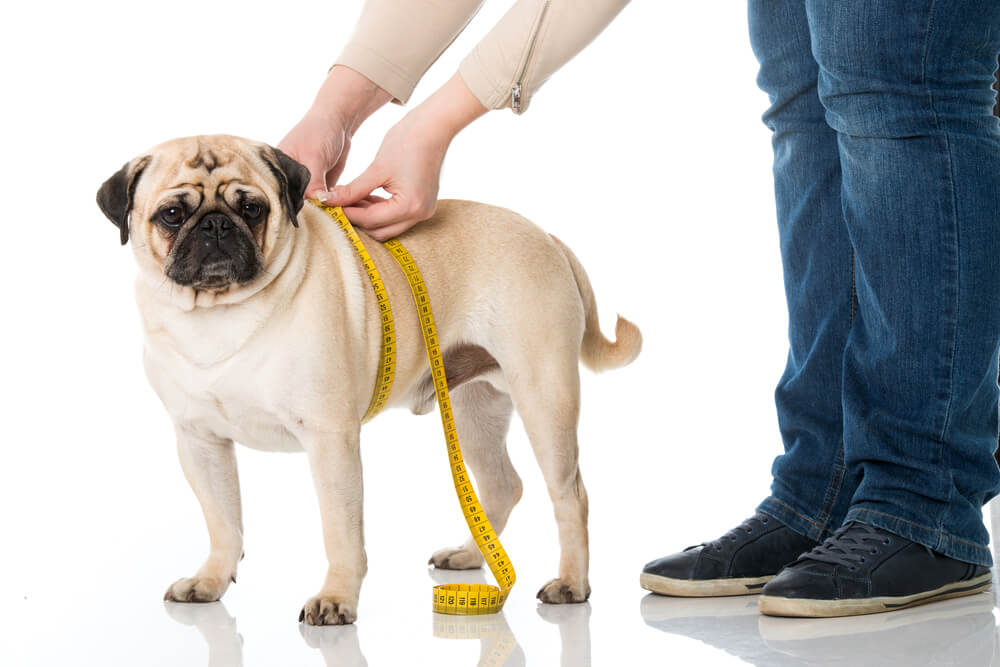how to choose the right harness for your dog