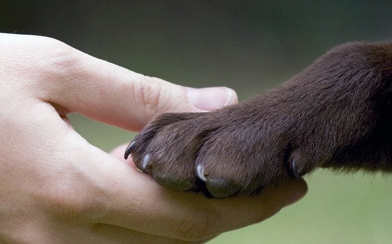 paw in mans hand