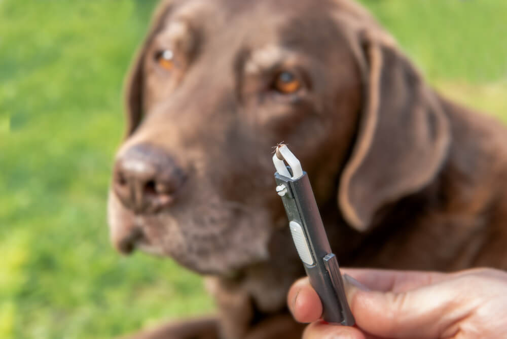 how to remove tick from dog