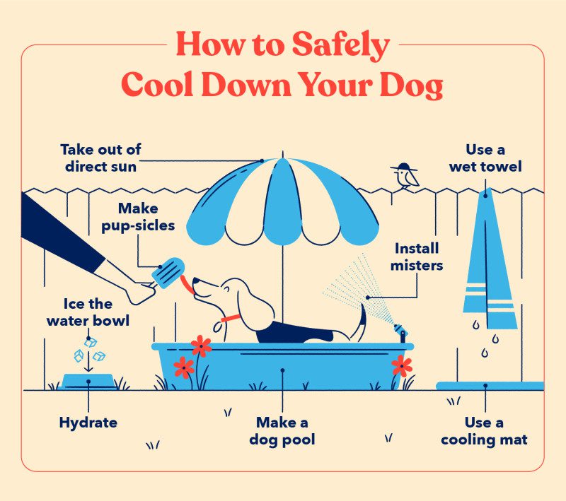 A list of tips for how to safely cool down your dog including, using a cooling make, taking your pup out of direct sunlight and hydrating