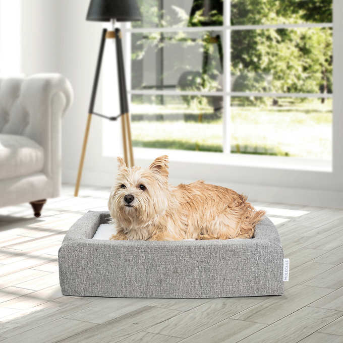 Molecule Air-Engineered Dog Bed