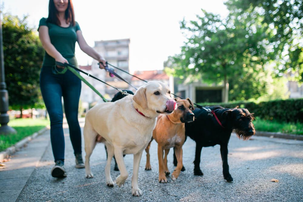 join a dog walking service