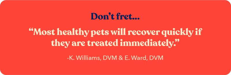 Quote from K. Williams, DVM about how most healthy pets will recover from heat exhaustion if they are treated immediately 