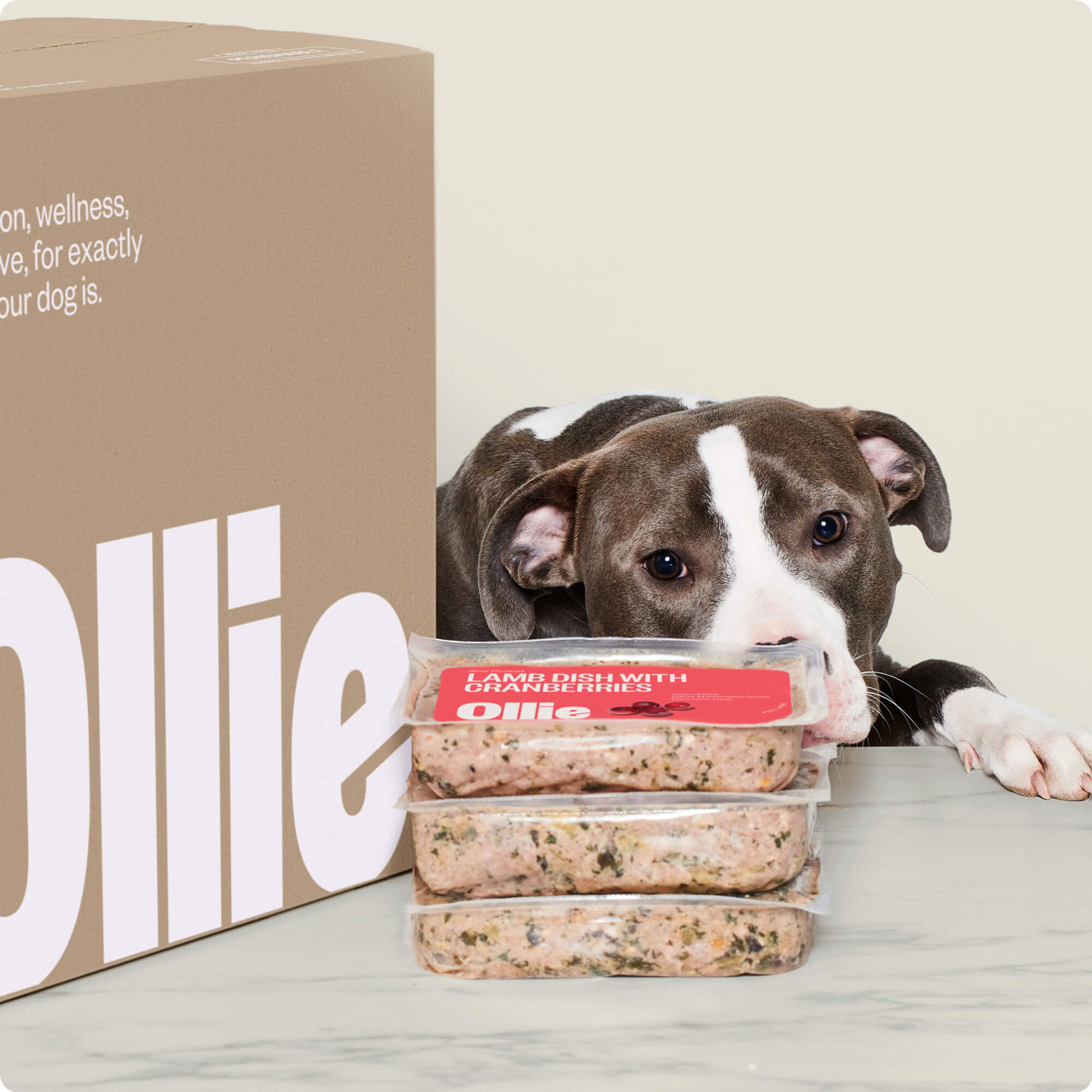 ollie dog food