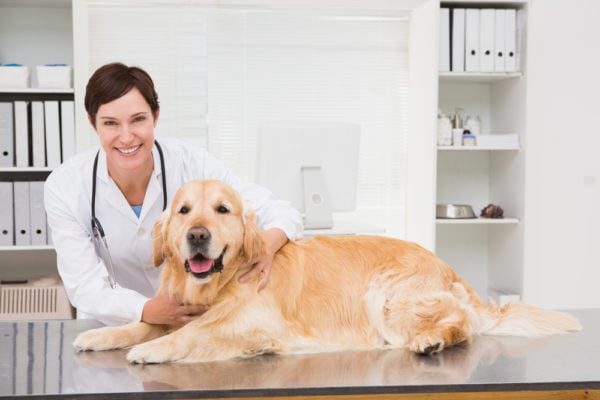 veterinarian with golden retriever at the vet 