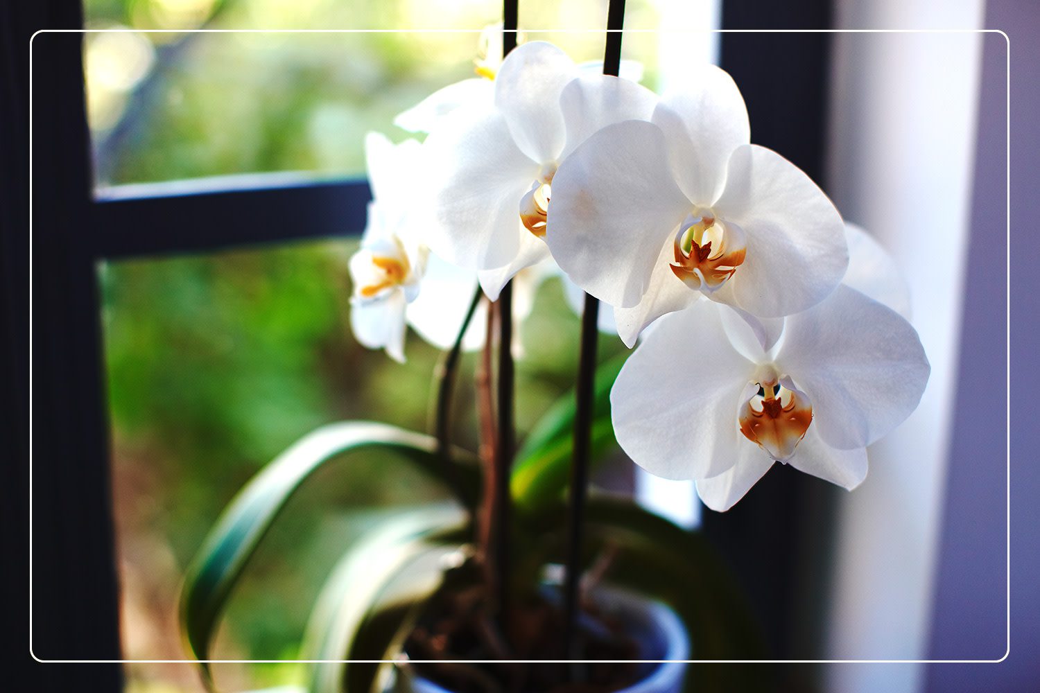  a white Orchid (Phalaenopsis sp.), which is a nontoxic houseplant, grows indoors next to a window