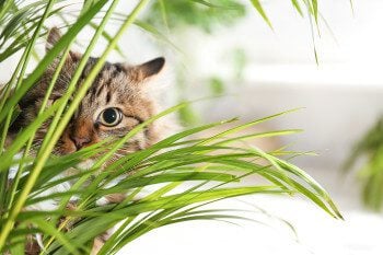 pet safe plants hero