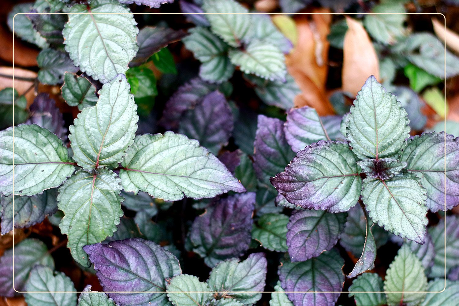a closeup of a Purple Waffle Plant (Hemigraphis alternata), which is a nontoxic plant to pets