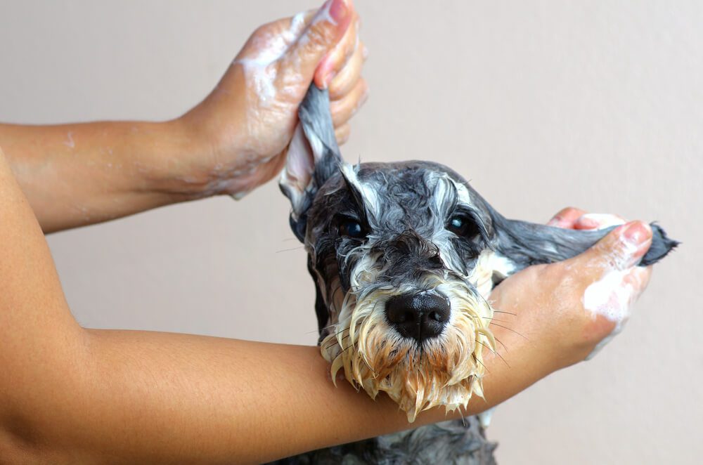 removing sap from your dogs fur in 10 easy steps
