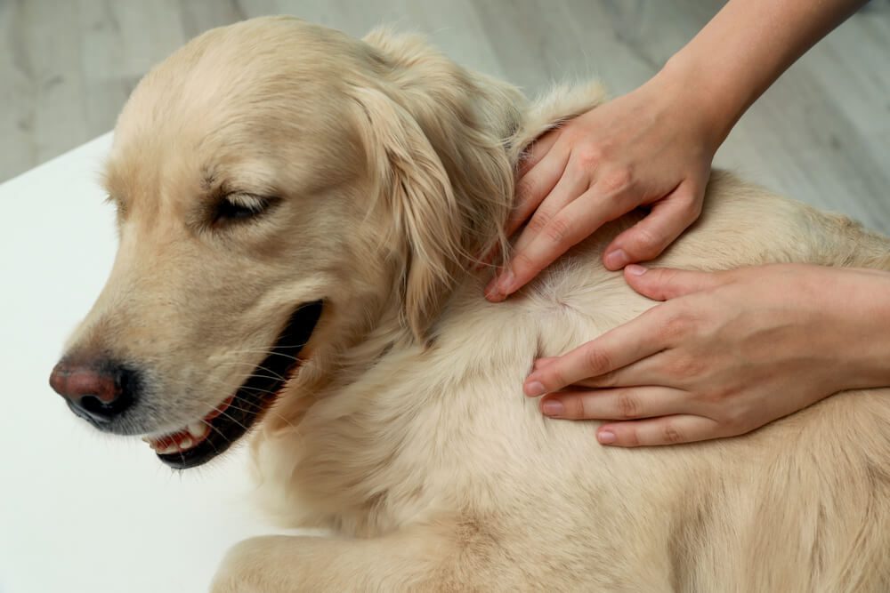 removing ticks from a dog