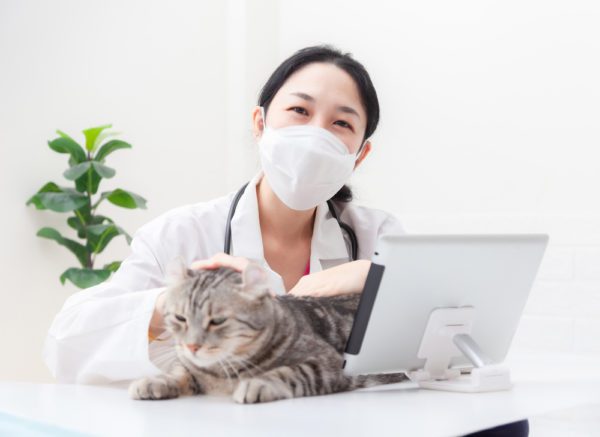 veterinarian with a cat in a telehealth visit