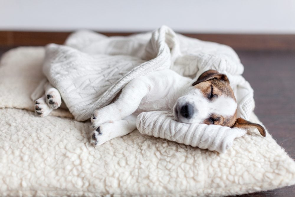 dog bed for arthritis