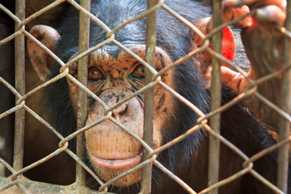 animals in captivity statistics