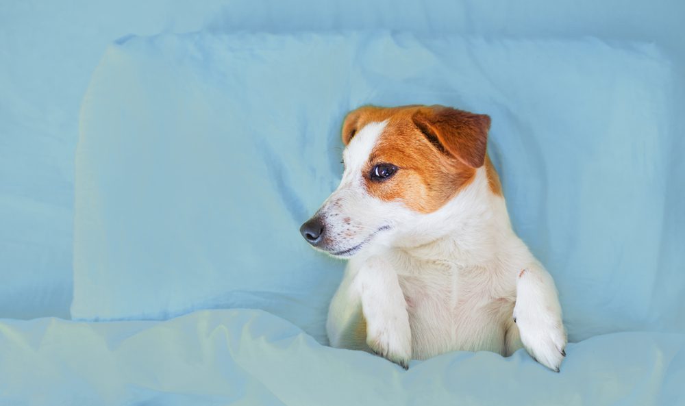 best beds for dogs with incontinency