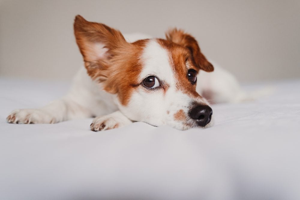 My Dog's Ears are Warm: Everything You Need to Know