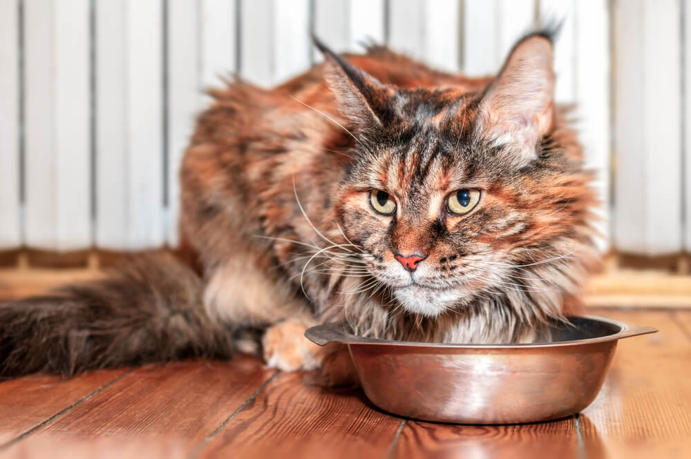 Acana Cat Food Reviewed: Pros, Cons, and Ingredient Analysis