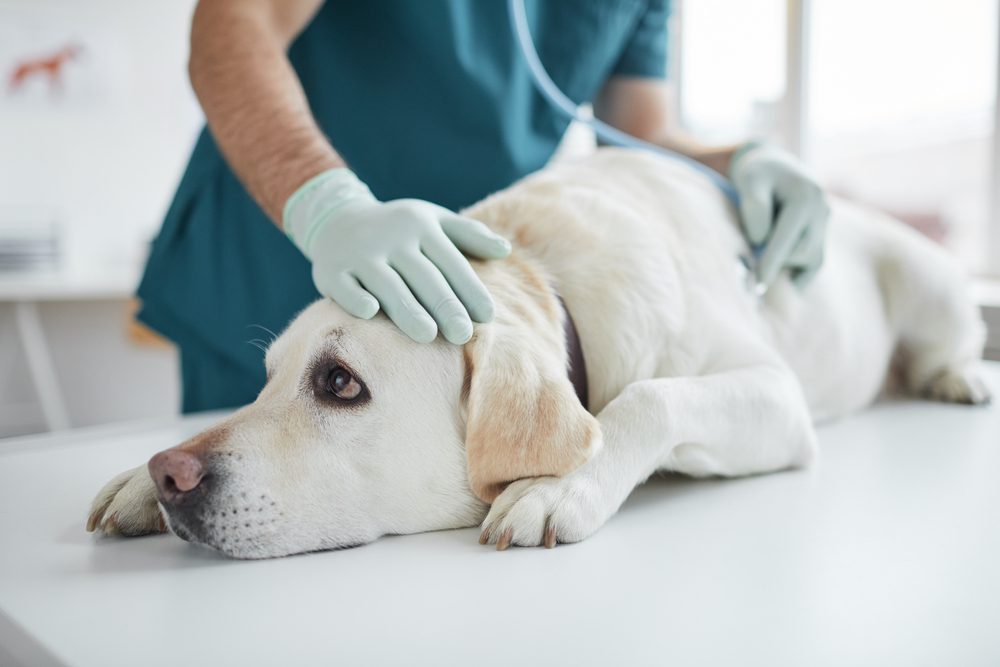 How do Vets Treat Dogs With Cancer