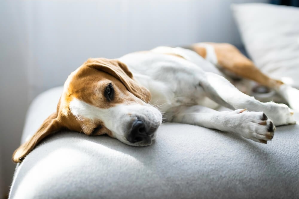 Natural Antibiotics For Dogs: Are They Effective?