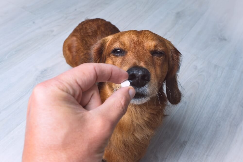 Natural Antibiotics For Dogs: Are They Effective?