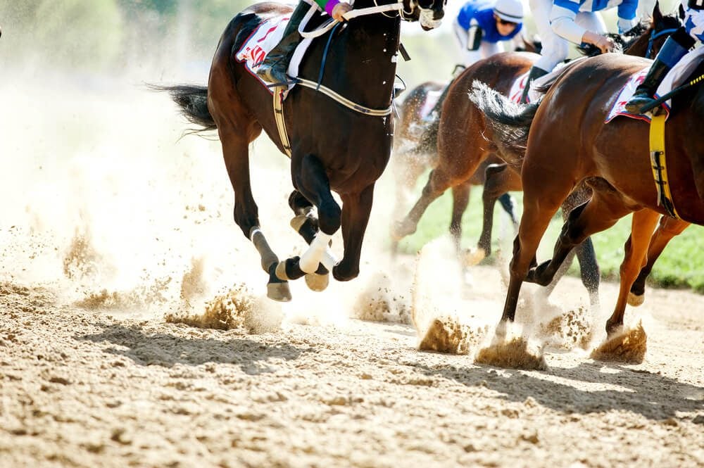 horse racing death statistics