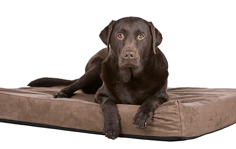 dog beds by snoozer