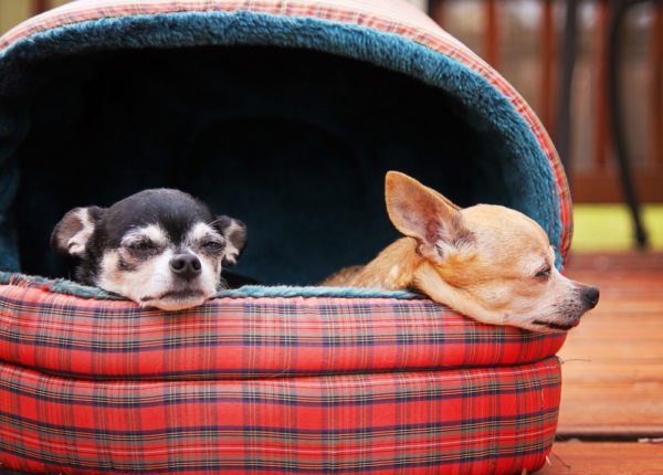 dog cave beds