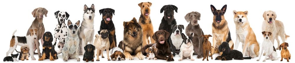 accuracy of dog dna test