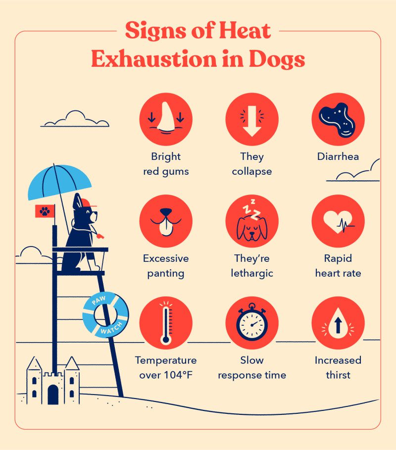 A list of the signs of heat exhaustion in dogs including bright red gums, diarrhea and increased thirst 