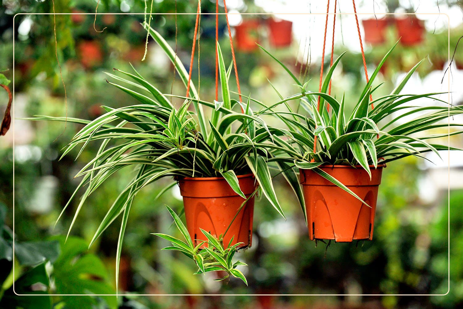 two Spider Plants (Chlorophytum comosum), which are nontoxic plants to pets, hang side-by-side in terracotta-colored pots
