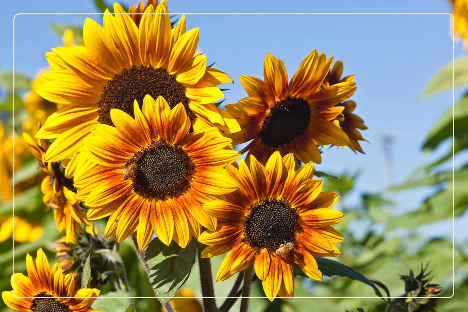 a closeup of Sunflowers (Helianthus), which are a pet-friendly plants, growing outdoors
