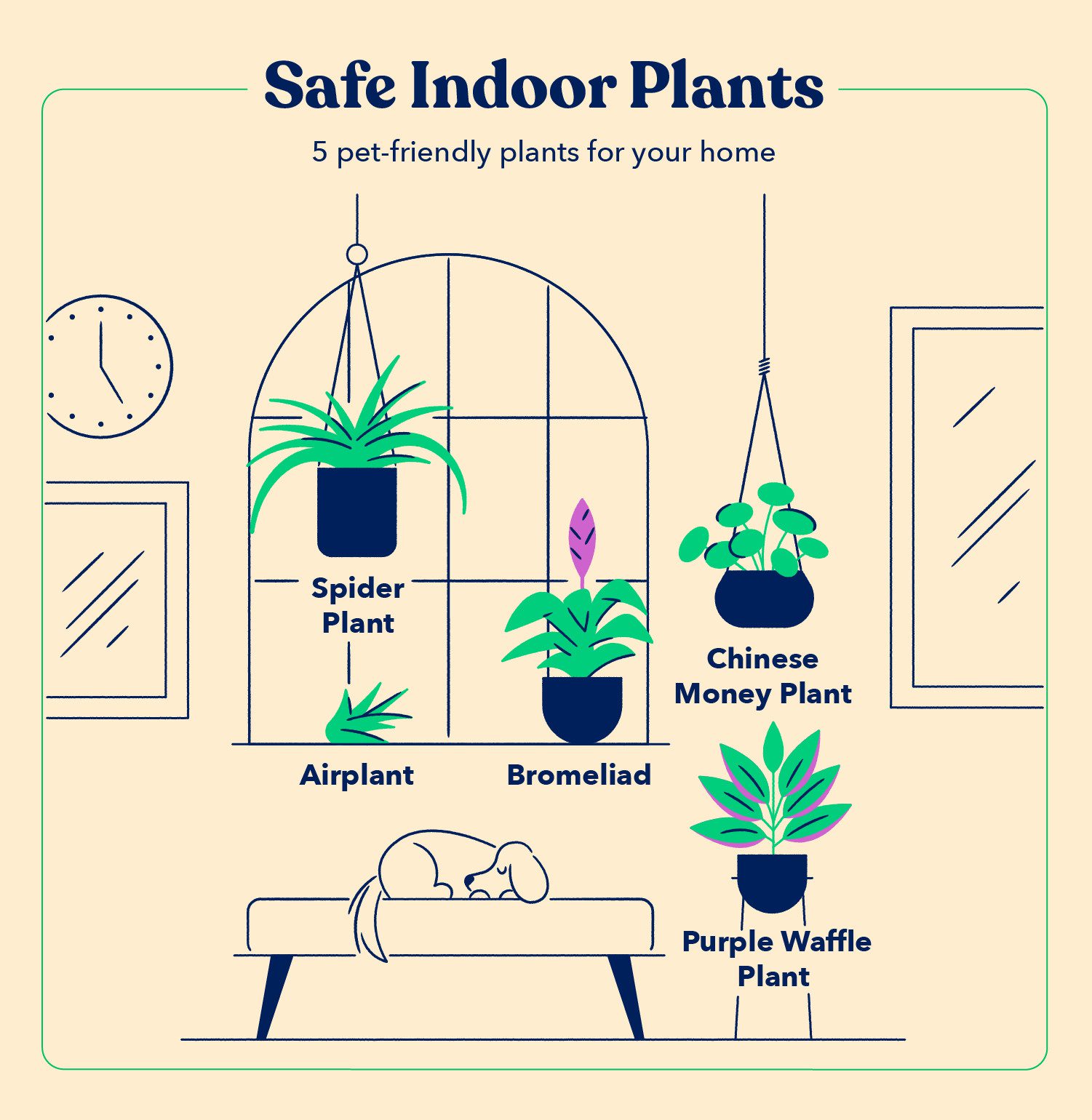 a dog lays on a bench indoors and is surrounded by pet-safe houseplants, including a Spider Plant, Airplant, Bromeliad, Purple Waffle Plant, and Chinese Money Plant
