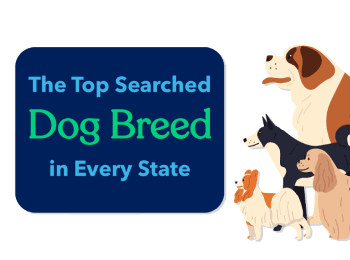 top searched dog breed