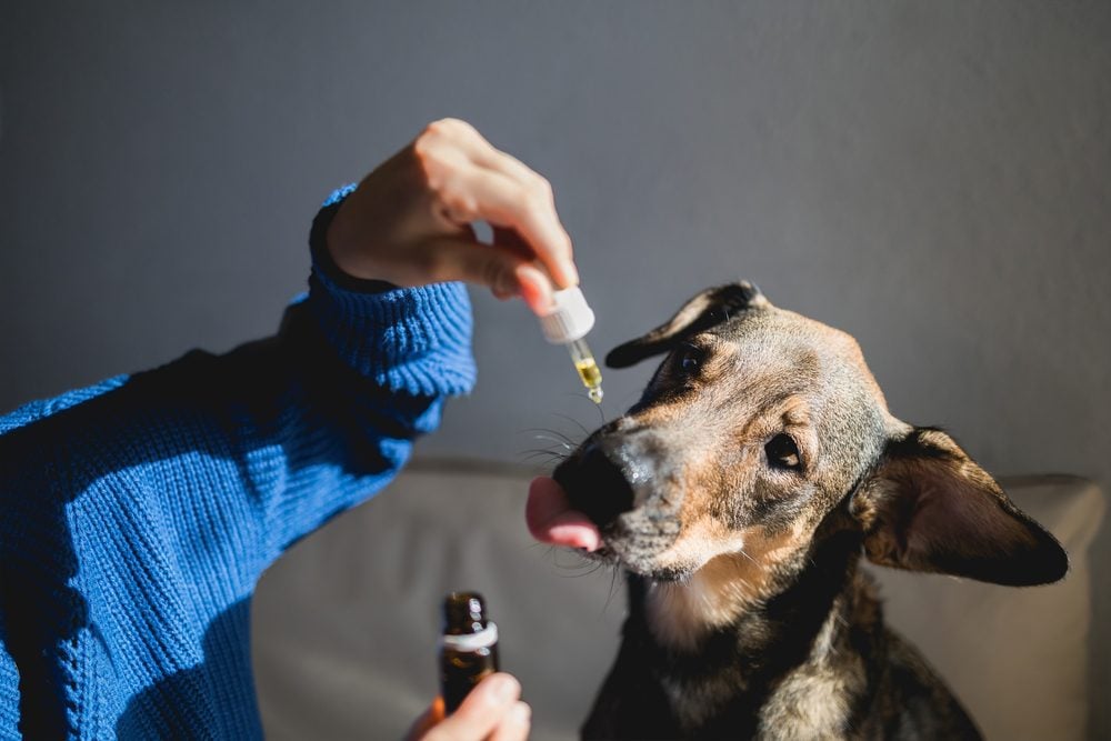 Dog receiving CBD oil 