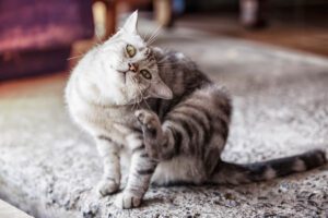 how can I treat my cats itchy ears