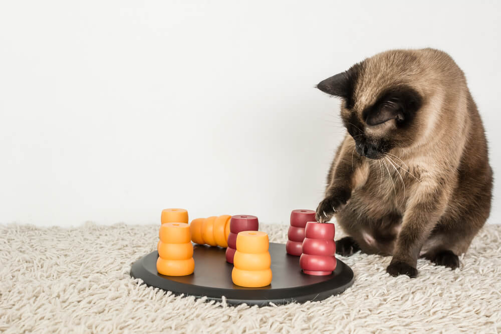 Cat Puzzle Toys