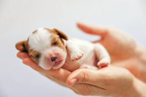 Why do Newborn Puppies Have Their Eyes Closed