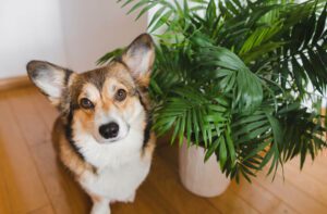 keep pets away from decorative plants