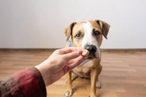 The Benefits of Vitamin E for Dogs