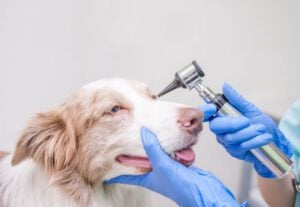 Dog Eye Bleeding: Your Questions Answered